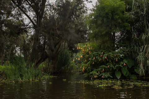 The floating islands (chinampas) in Xochimilco, Mexico City (CDMX), Mexico